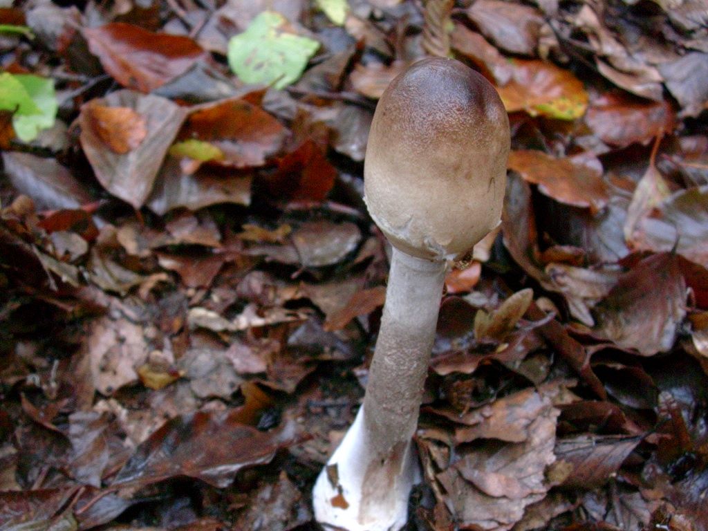 2105 Ottobre vecchio ritrovamento